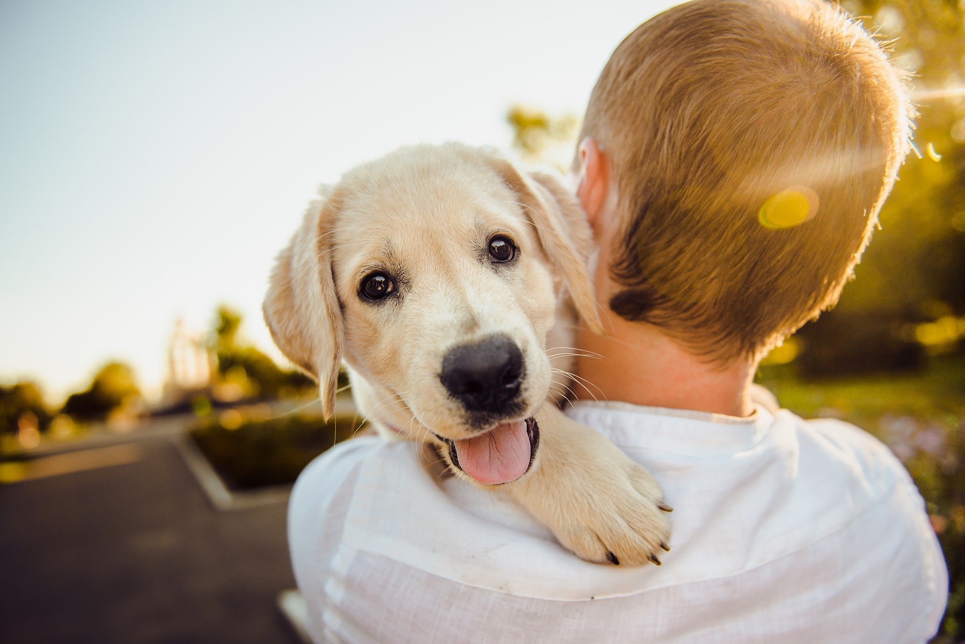 Preparing Your Home for a New Dog